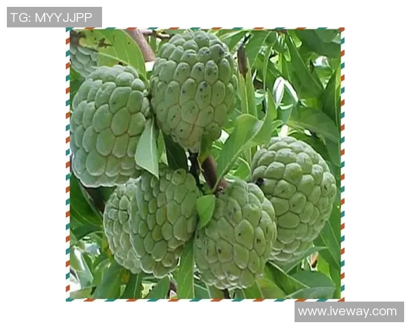 水果的丰富多样性与营养价值探索:从热带水果到本地水果的全面了解 水果的丰富多样性与营养价值探索:从热带水果到本地水果的全面了解